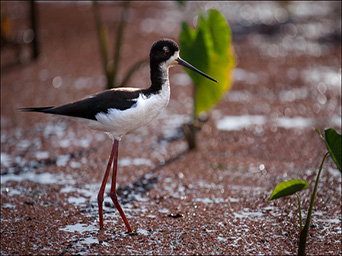 Research Priority Image for Biological Indicators. Photo by Sean Marrs
