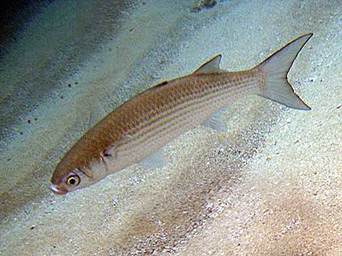 Research Priority Image for Native Species. Photo by Bryan Harry