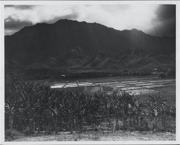 Taro Field