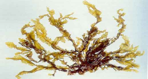 Photo of the Limu lipoa seaweed