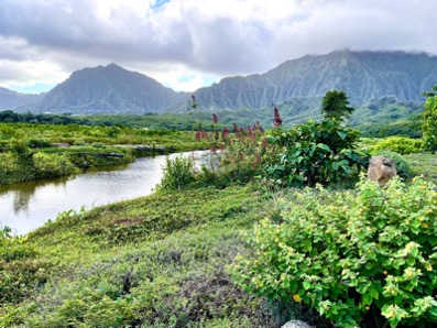 Image of a mangrove dominated shoreline.