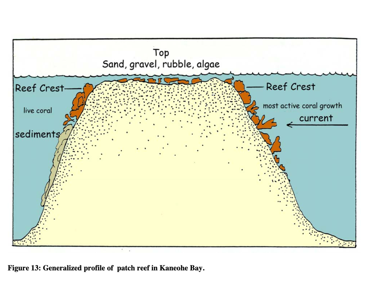 Generalized profile of a patch reef.