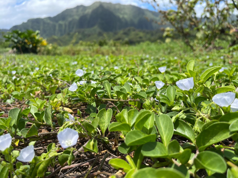 Photo of Pāʻū-o-Hiʻiaka, a perennial herbaceous non-climbing vine