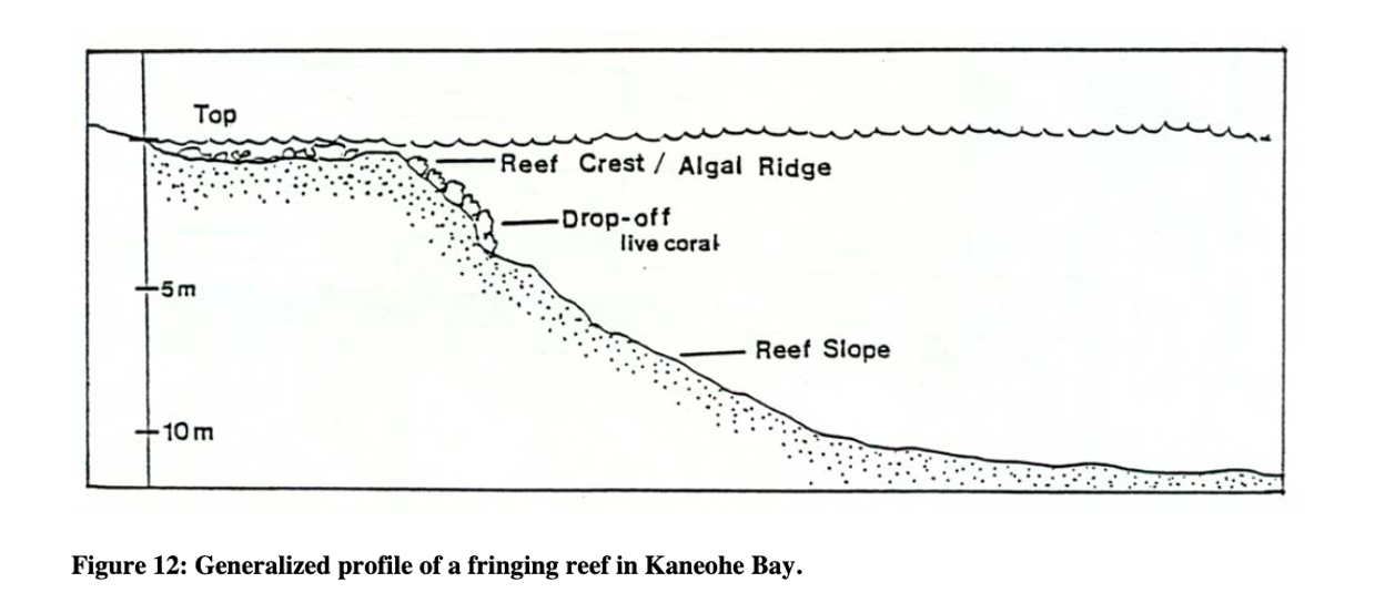 Generalized profile of a fringing reef.